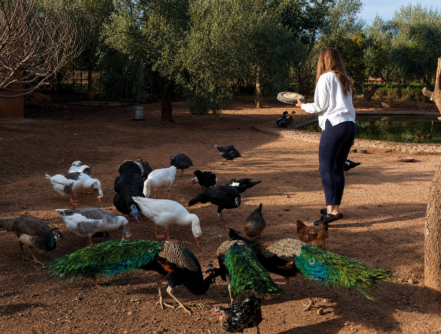 The Bird Sanctuary